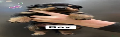 Rottweiler 4