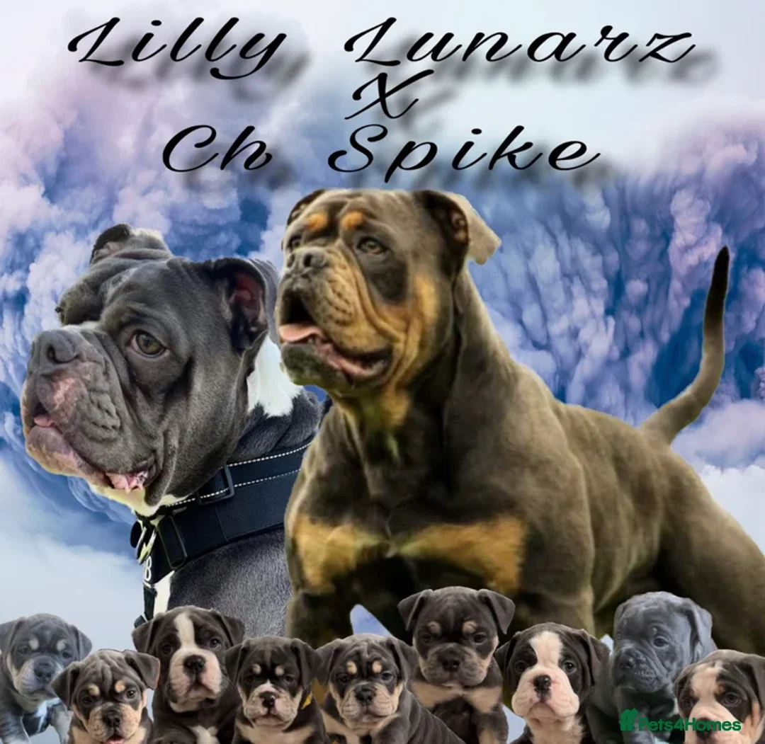 Olde English Bulldogge dogs for sale: 🔥🔥Champion bloodline Olde English Buldogs🔥🔥 - Advert 1