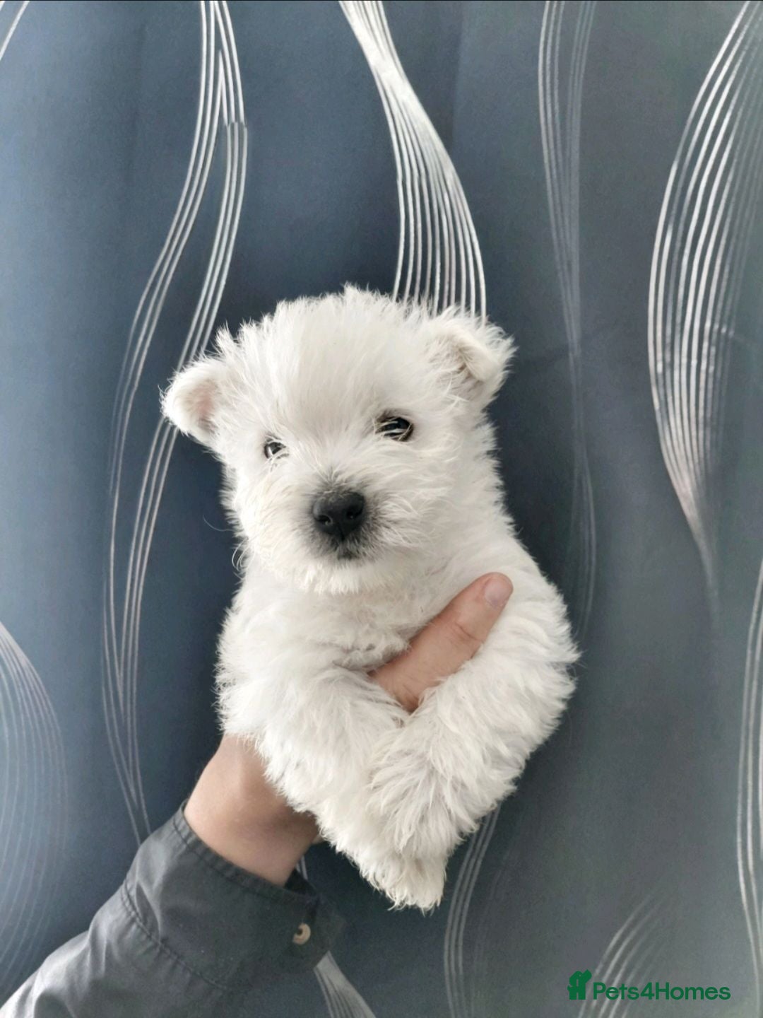West Highland Terrier dogs 1 boy left Kc reg, quality Westie WHWT puppy  - Advert 15