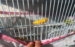 Canaries birds for sale: Canaries  - Image 10