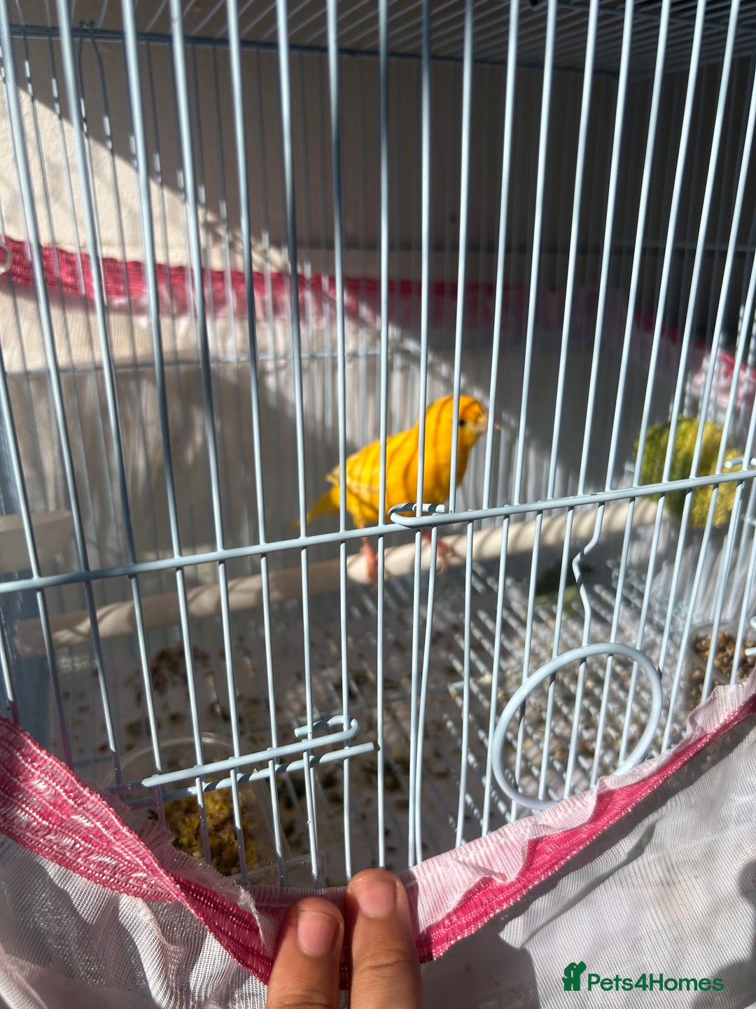 Canaries birds for sale: Canaries  - Image 10