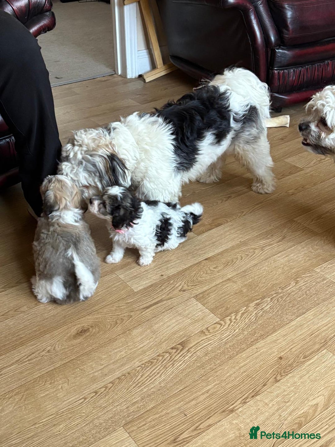 Mixed Breed dogs for sale: Adorable puppies  - Image 10