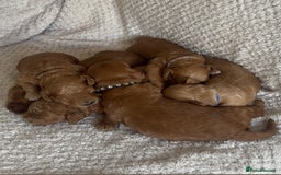 Cockapoo dogs for sale: F1b cockapoo puppies  - Image 2