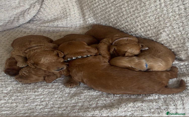 Cockapoo dogs - Advert 15