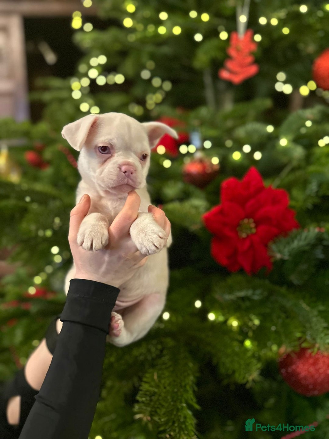 French Bulldog dogs for sale: Chunky french bulldog - Advert 19