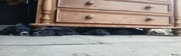 Border Collie dogs for sale: Beautiful fluffy collies - Advert 5
