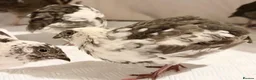 Quail poultry for sale: 6 Japanese Coturnix Quail x6 (2 Males & 4 Females) - Advert 5