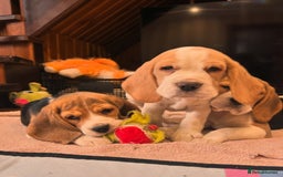 Beagle dogs for sale: Adorable Beagle Puppies for Sale! - Image 1