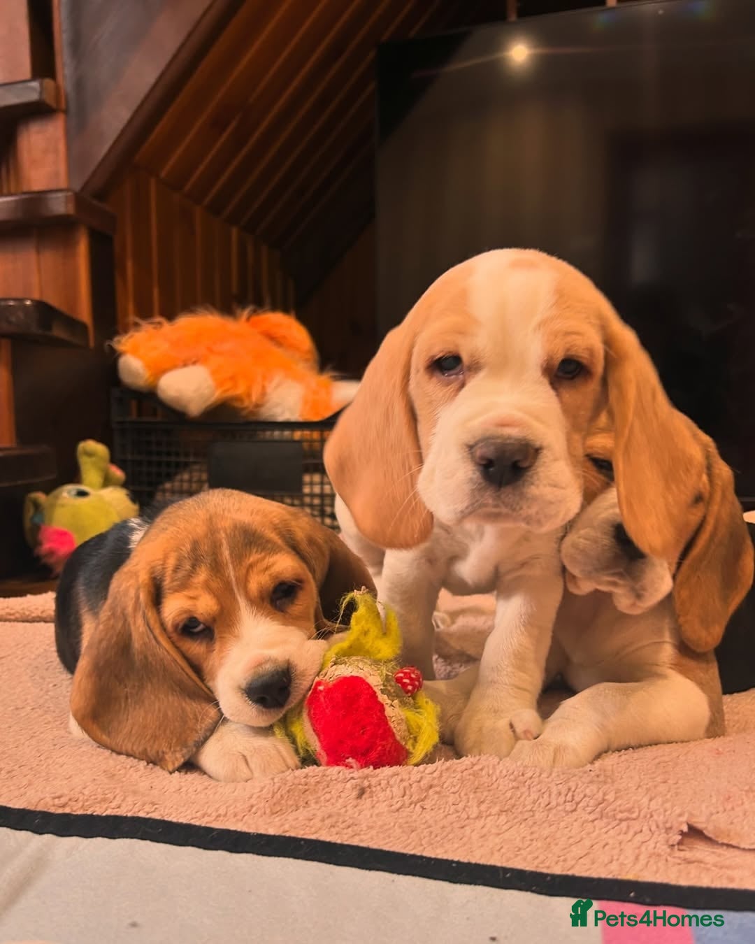 Beagle dogs for sale: Adorable Beagle Puppies for Sale! - Image 1
