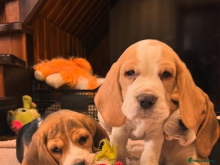 Beagle dogs - Advert 1