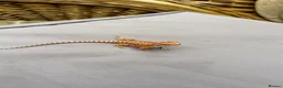 Bearded Dragon reptiles for sale: Very friendly dragons - Advert 11