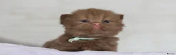British Shorthair cats for sale: Beautiful cinnamon British shorthair kittens - Advert 2