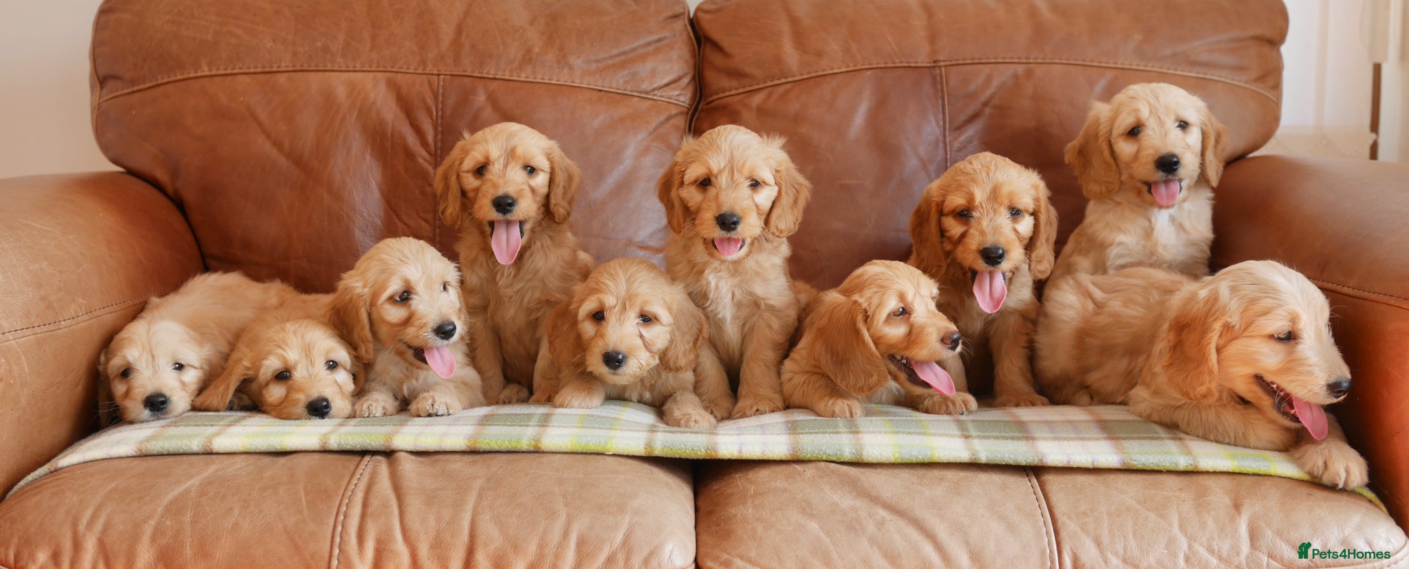 Mini Goldendoodle dogs Stunning Health Tested Miniature Goldendoodles - Advert 2