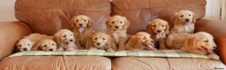 Mini Goldendoodle dogs for sale: Stunning Health Tested Miniature Goldendoodles - Advert 2