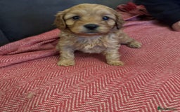 Cavapoo dogs for sale: Gorgeous F1 Cavapoo pups (1 male 1 female left)   - Image 9