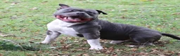 American Bully dogs for stud: 🦍🔥POCKET BULLY STUD AVAILABLE 🔥🦍 - Advert 3
