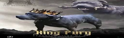Staffordshire Bull Terrier dogs for sale: King Fury Puppies  in Liverpool - Advert 13