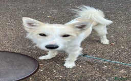 Mixed Breed dogs for sale: Husky X Terrier - Image 3