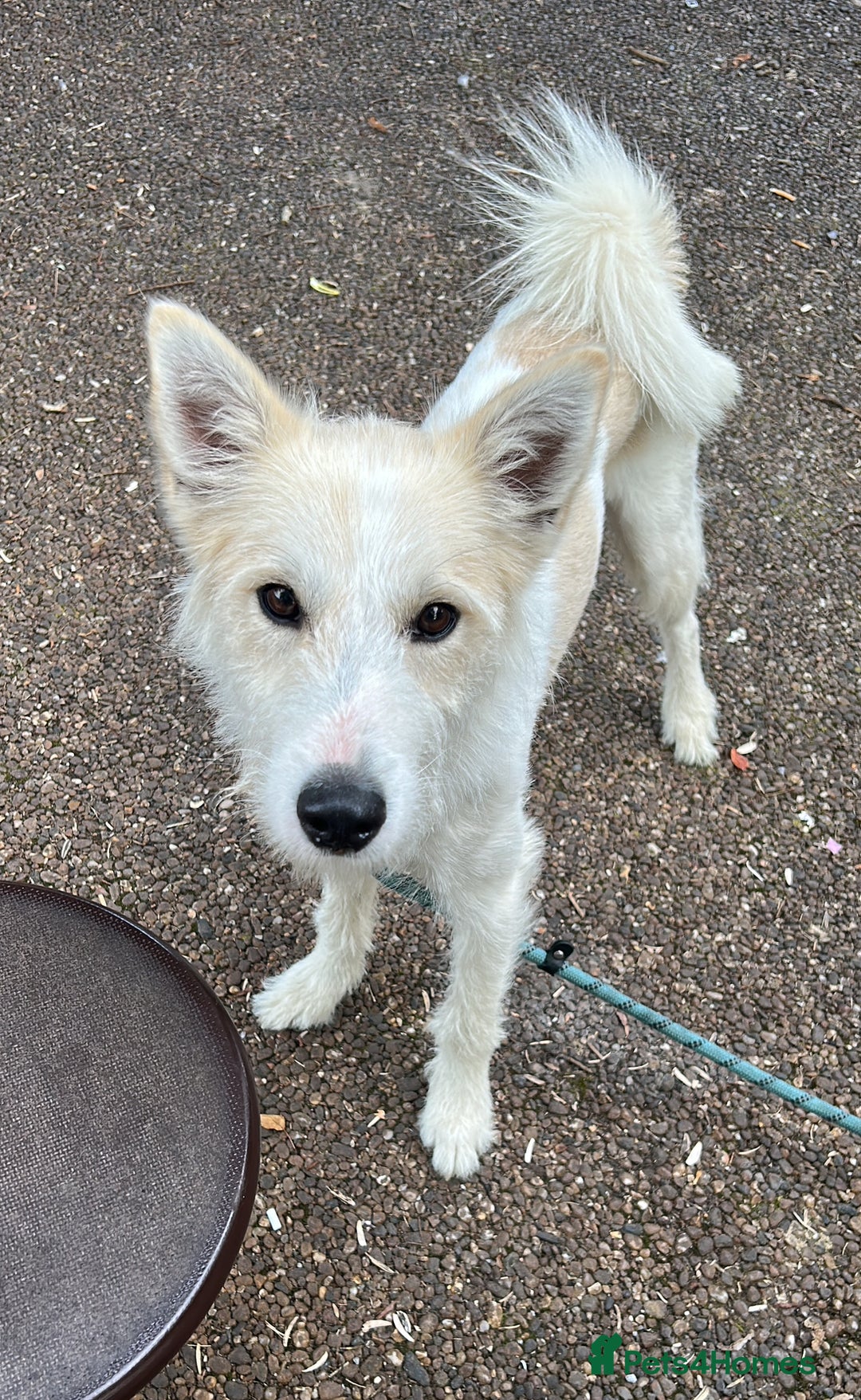 Mixed Breed dogs for sale: Husky X Terrier - Image 3