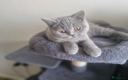 British Shorthair cats for sale: Beautiful BSH (2 Males & 2 Females, Blue & Lilac) - Image 8