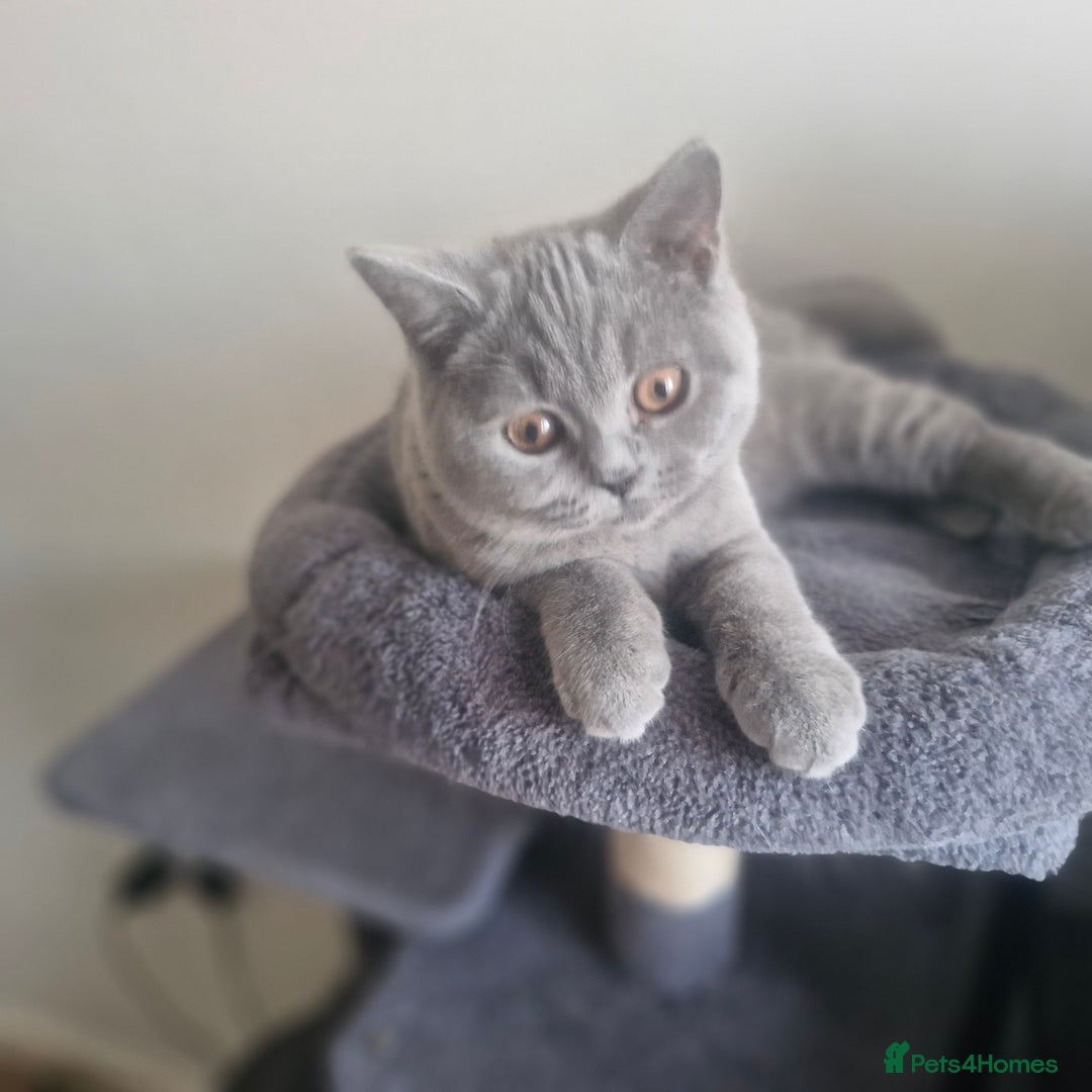 British Shorthair cats for sale: Beautiful BSH (2 Males & 2 Females, Blue & Lilac) - Image 8
