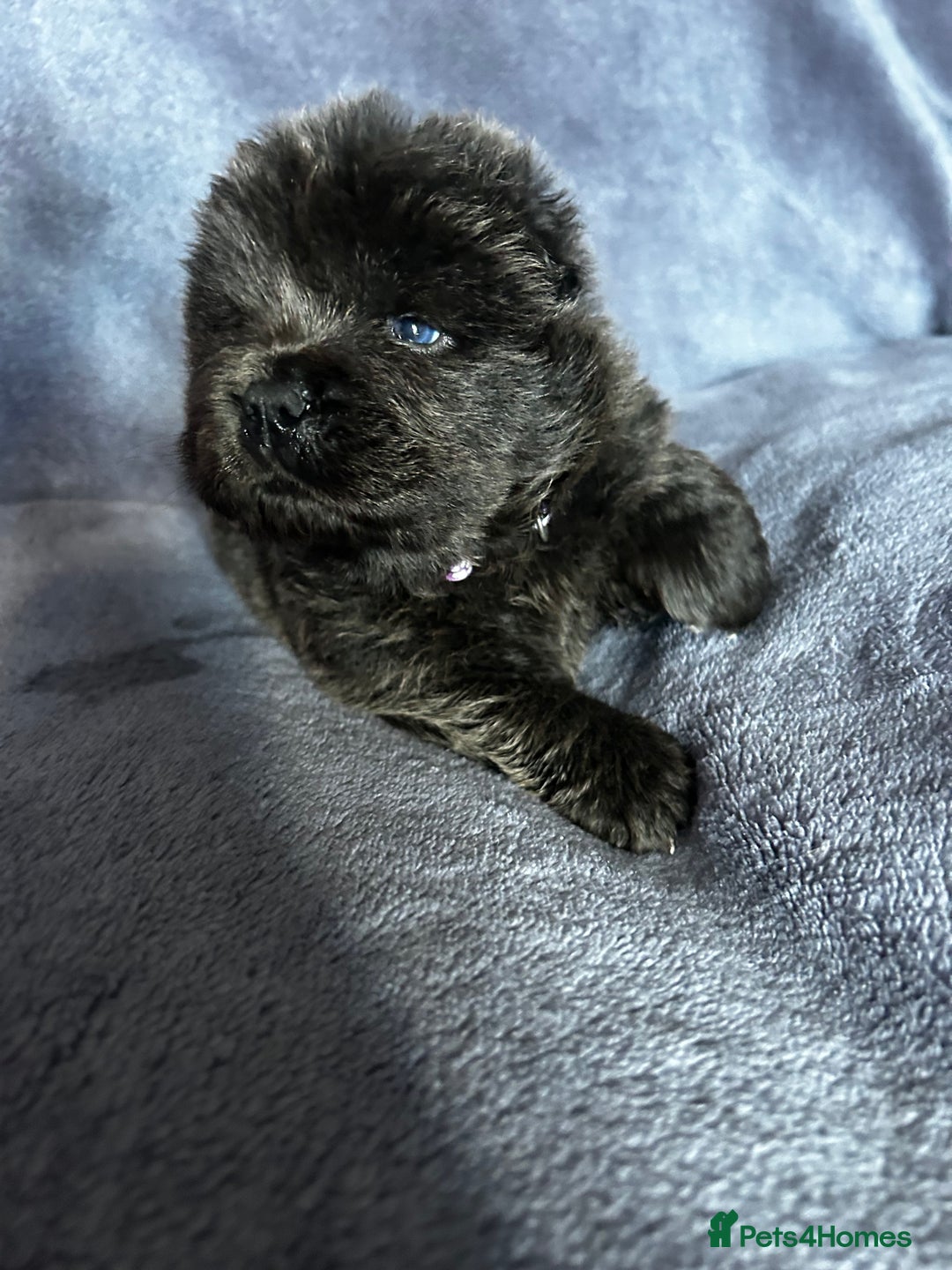 Chow Chow dogs for sale: Stunning chow chow puppies  - Advert 3