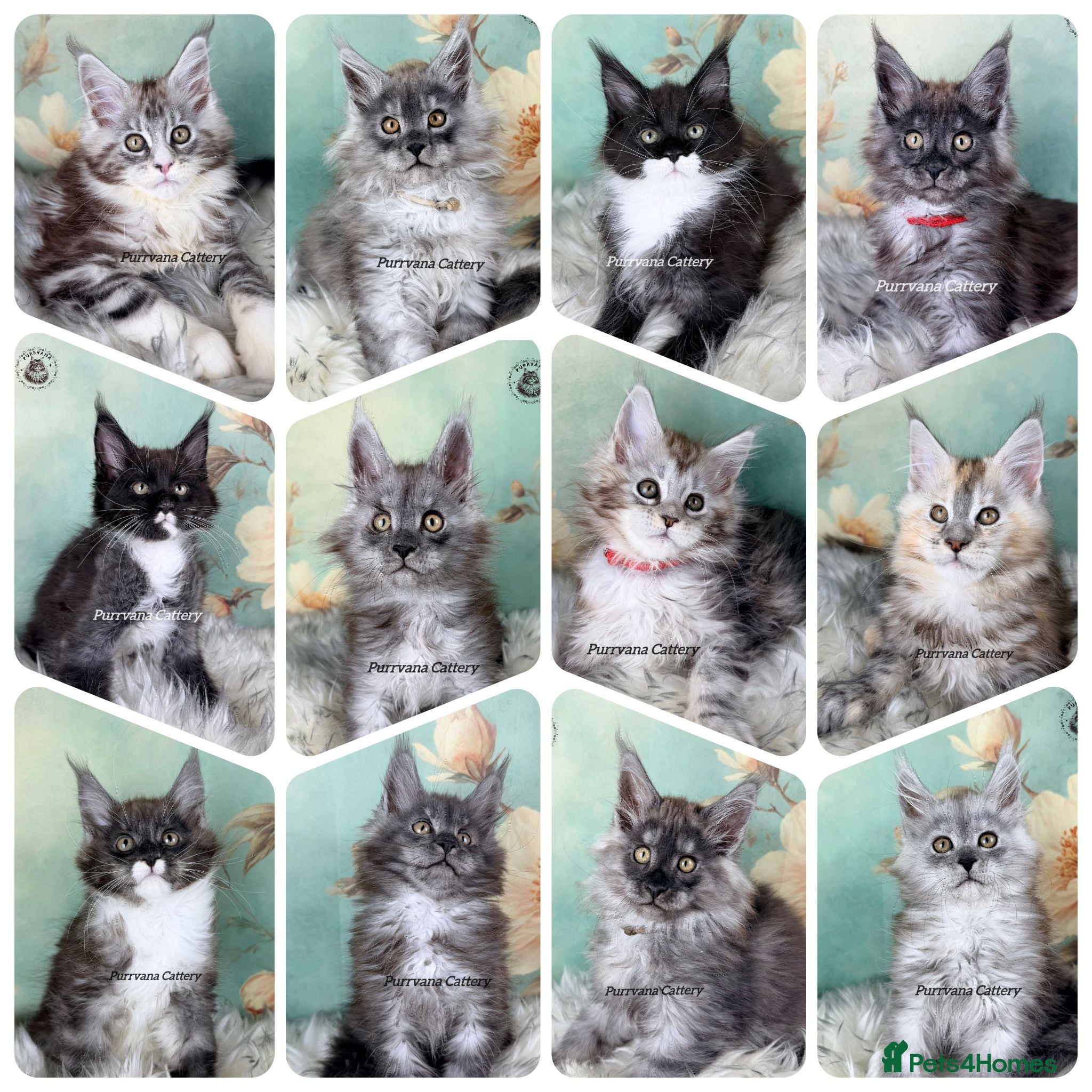 Maine Coon cats TICA registered adorable Maine coon kittens - Advert 1