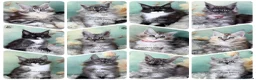 Maine Coon cats for sale: TICA registered adorable Maine coon kittens - Advert 1