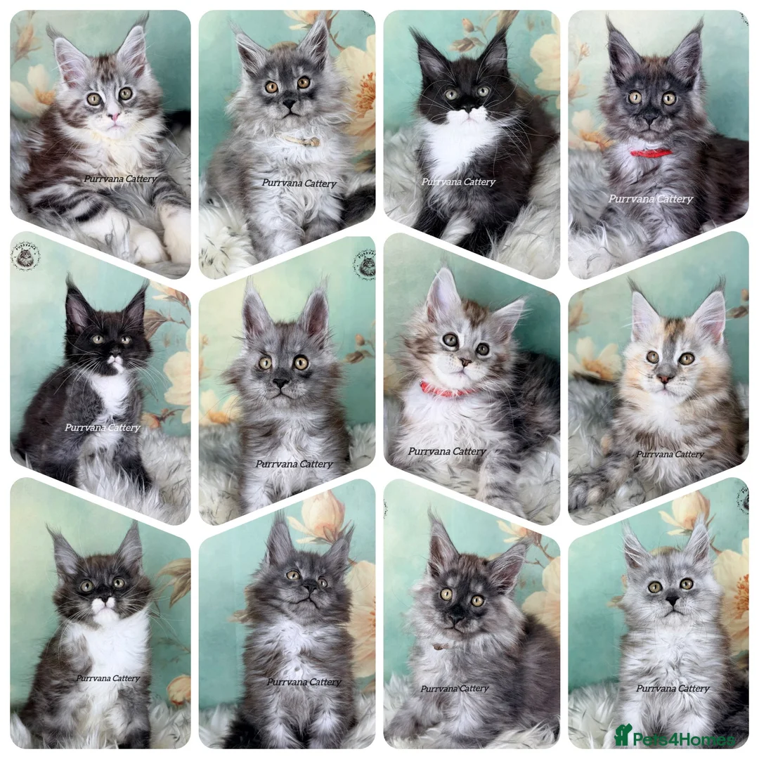 Maine Coon cats for sale: TICA registered adorable Maine coon kittens - Advert 1