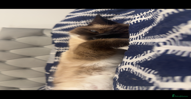 Siamese cats - Advert 10