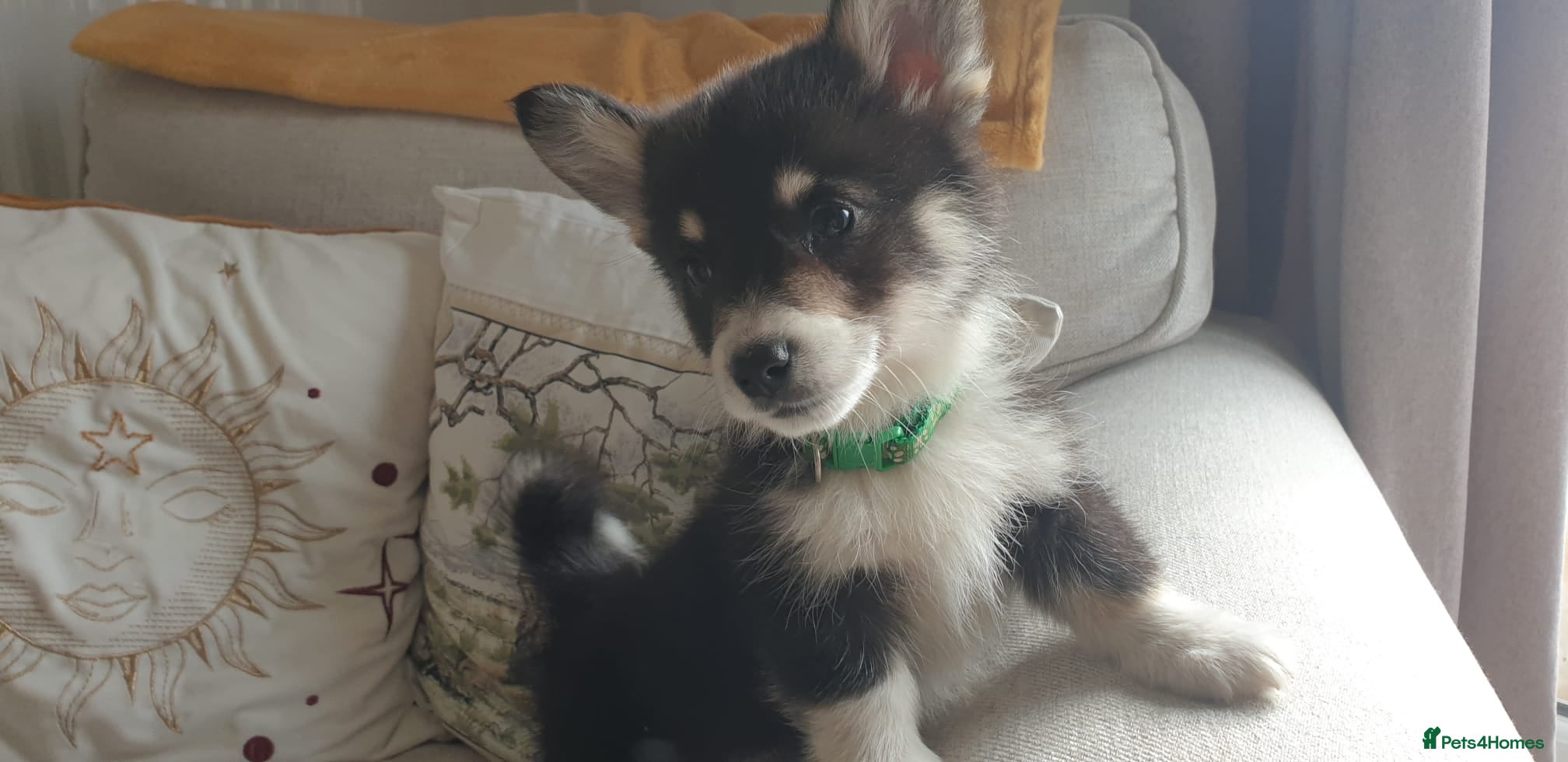 Welsh Corgi Pembroke dogs Ready now Beautiful kc Corgi Puppies - Advert 1