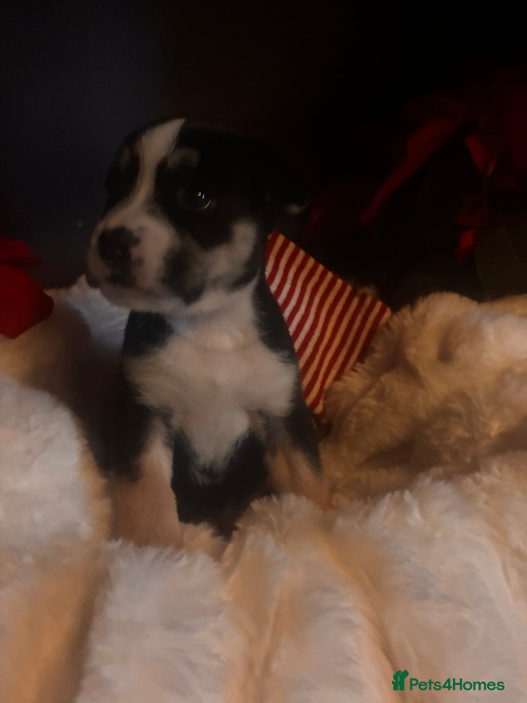 Mixed Breed dogs for sale: Bullimute - Advert 12