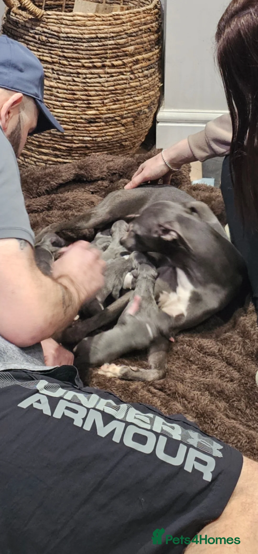 Whippet dogs for sale: Beautiful whippet puppies  - Advert 4