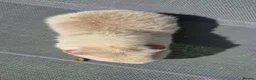 Guinea Pig rodents for sale: Father and Son white and lilac teddies - Advert 7