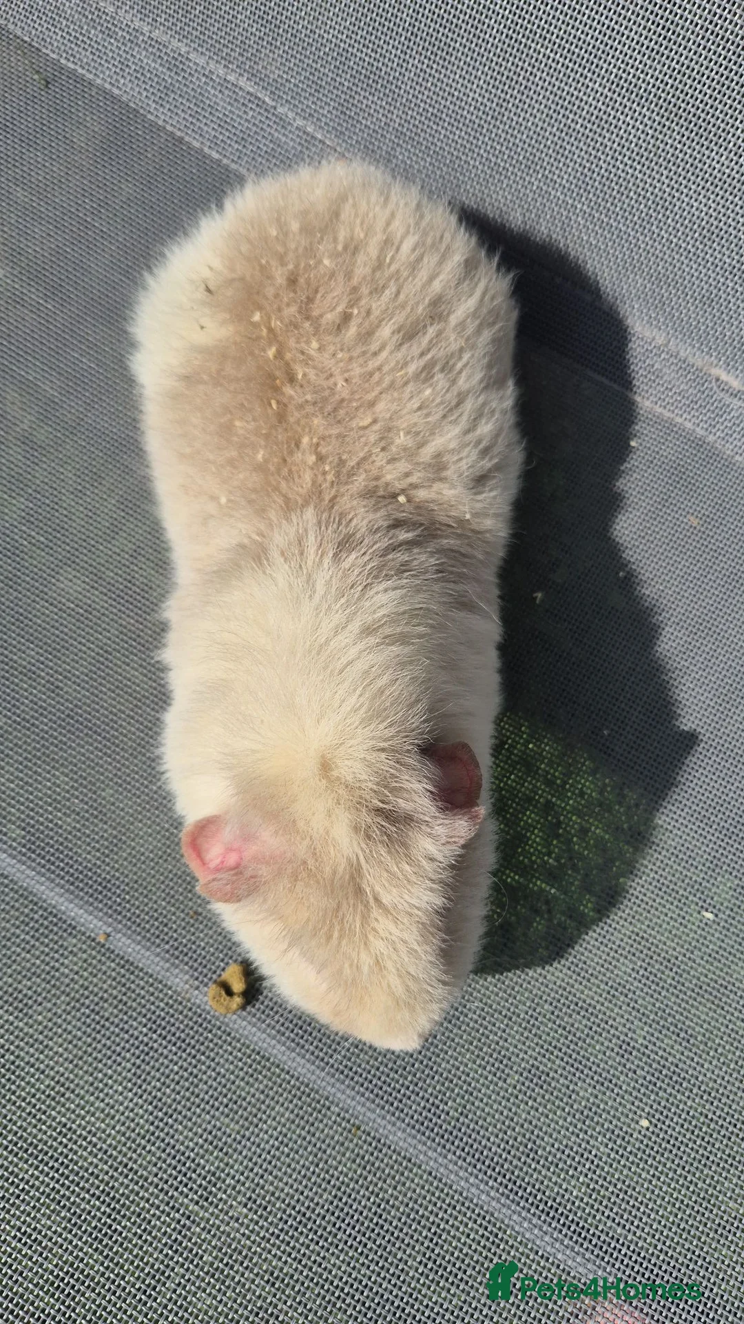 Guinea Pig rodents for sale: Father and Son white and lilac teddies - Advert 7