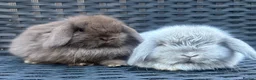 Mini Lop rabbits for sale: Pure bred baby pedigreed mini lops  - Advert 5