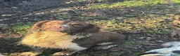English Springer Spaniel dogs for stud: Stud dog - Advert 4