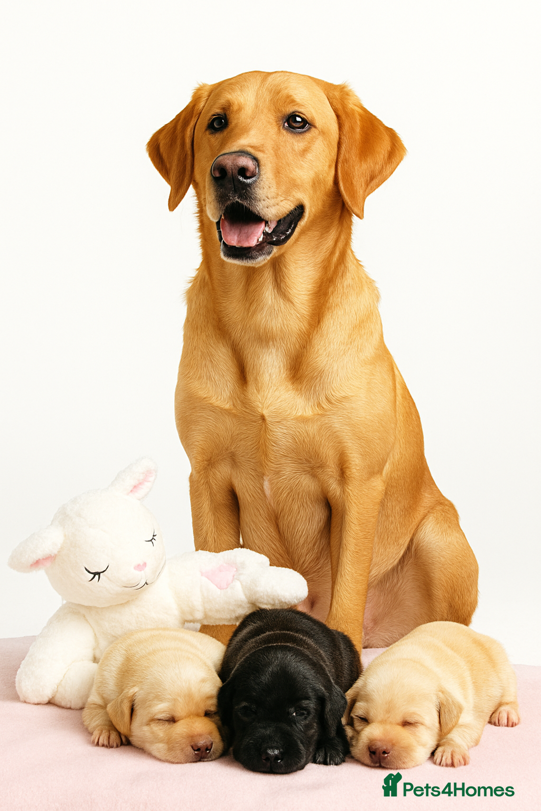 Labrador Retriever dogs for sale: WORMAGS KC REGISTERED LAST LABRADOR PUPPY - Image 15