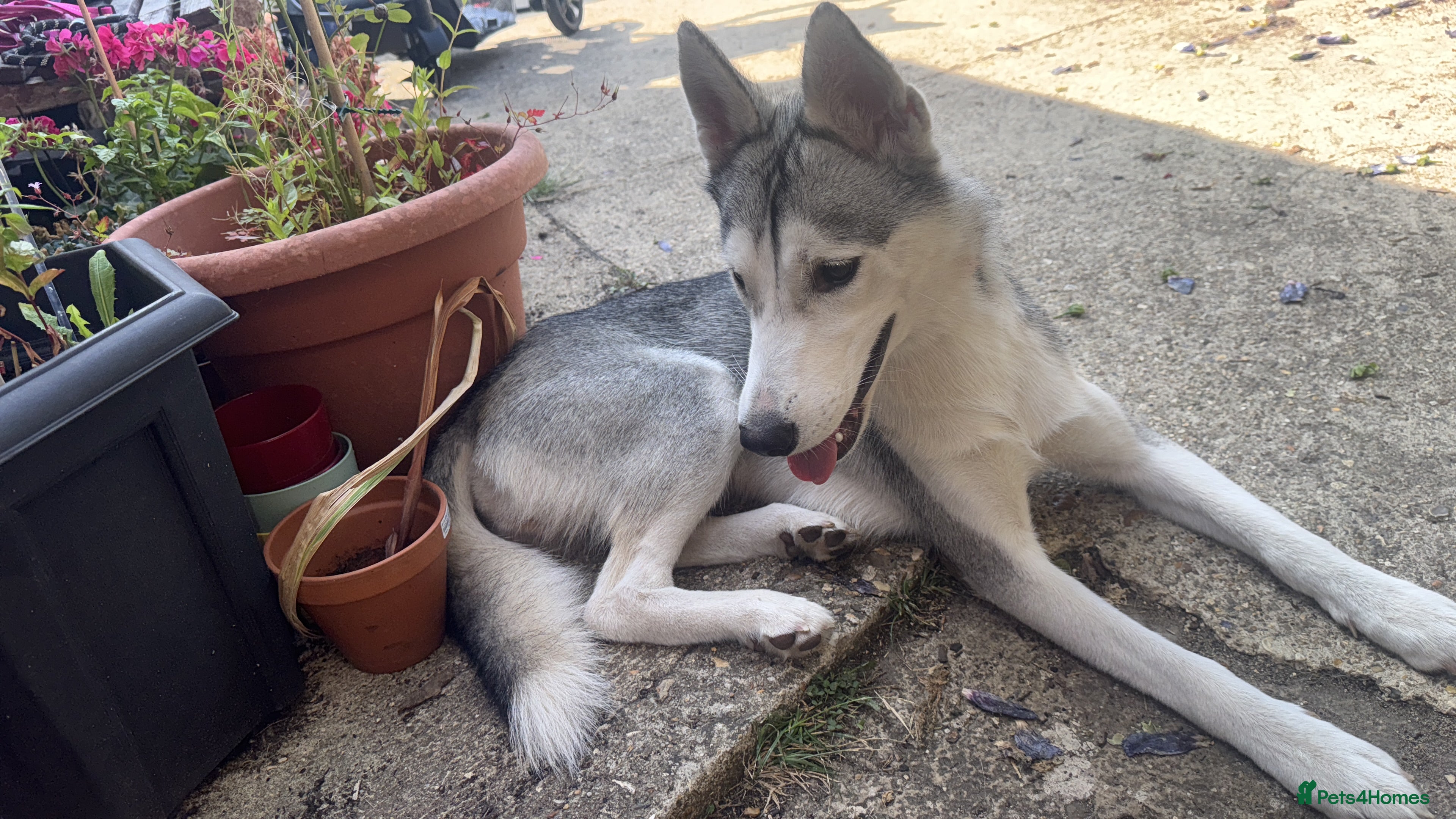 Siberian Husky dogs Huskie - Advert 1