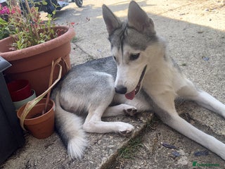 Siberian Husky dogs Huskie - Advert 2