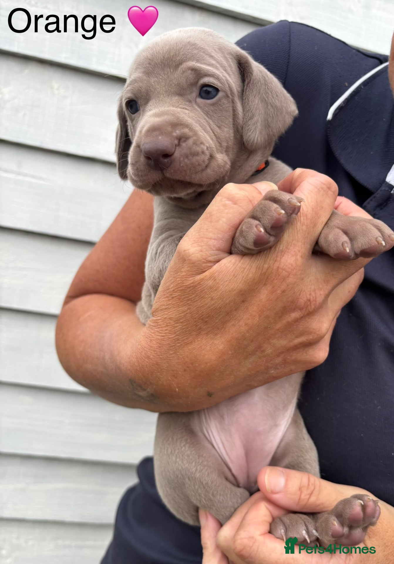 Weimaraner dogs KC reg Weimaraner Puppies  - Advert 1