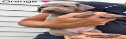 Weimaraner dogs for sale: KC reg Weimaraner Puppies  - Advert 1