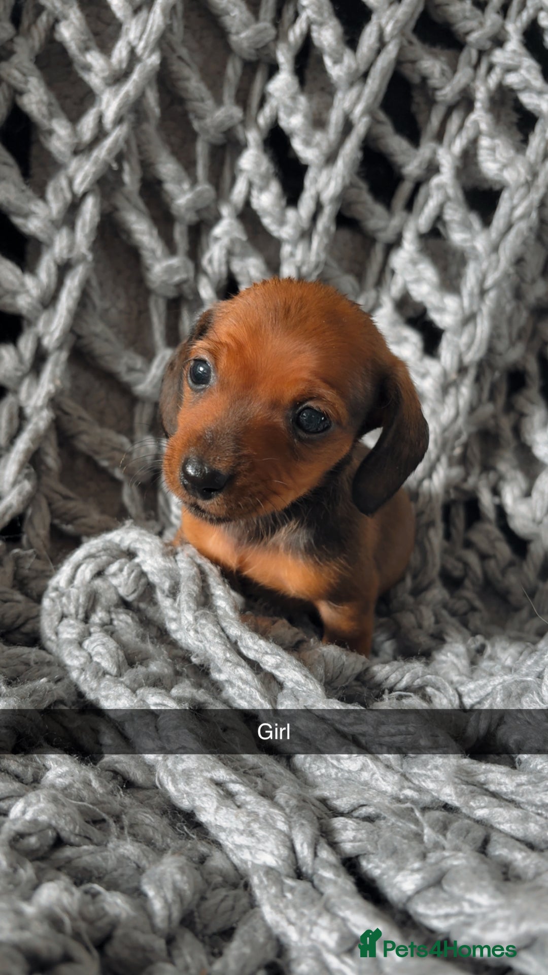 Dachshund dogs for sale: Sausage dogs puppies.  - Image 6