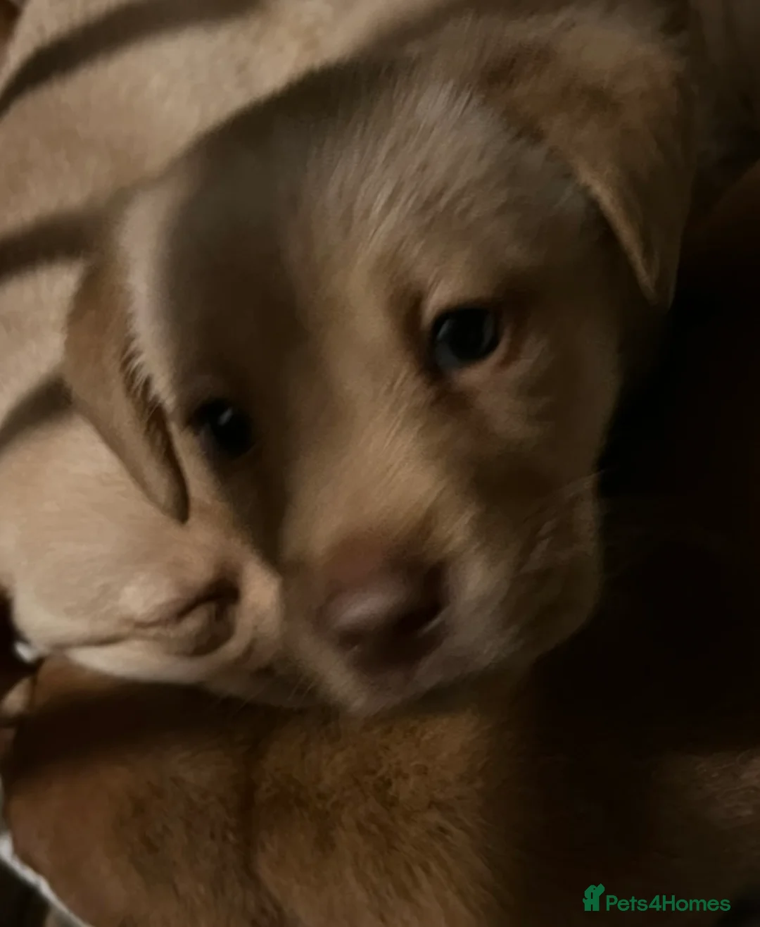 Labrador Retriever dogs for sale: Labrador Puppies - Advert 6