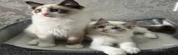 Ragdoll cats for sale: Beautiful Ragdoll Kittens - Advert 13