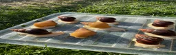 Snails invertebrates for sale: Albino Giant African Snails for sale! - Advert 3