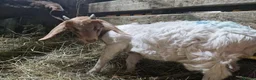 Goats livestock for sale: Boer cross golden gurnsey goats - Advert 2