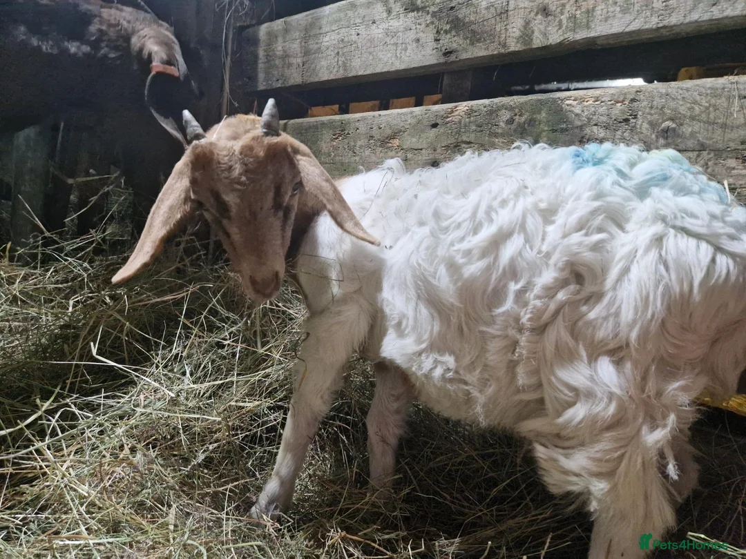 Goats livestock for sale: Boer cross golden gurnsey goats - Advert 2