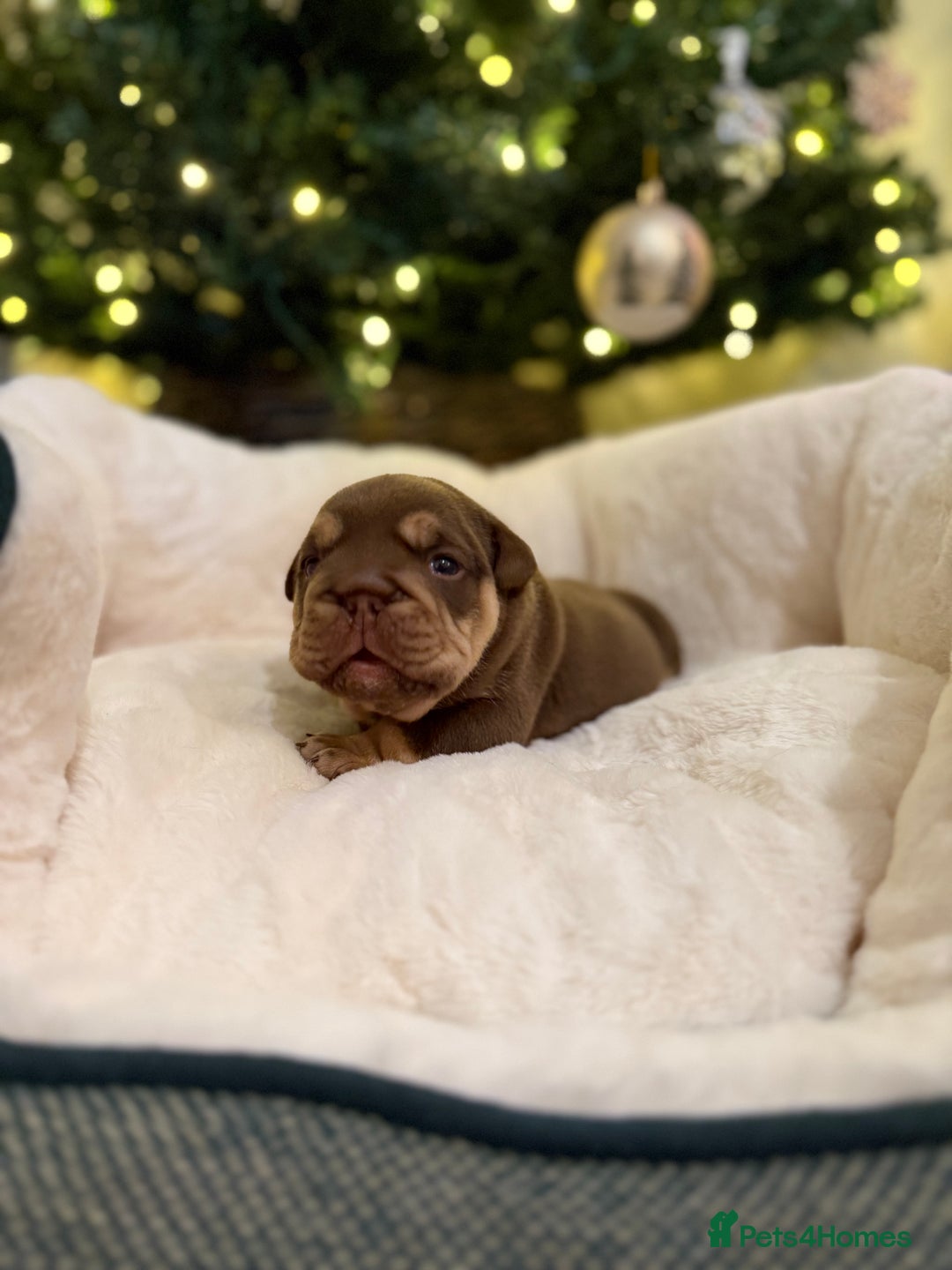 English Bulldog dogs for sale: English Bulldog Puppies Looking for Loving Homes🐶 - Image 8