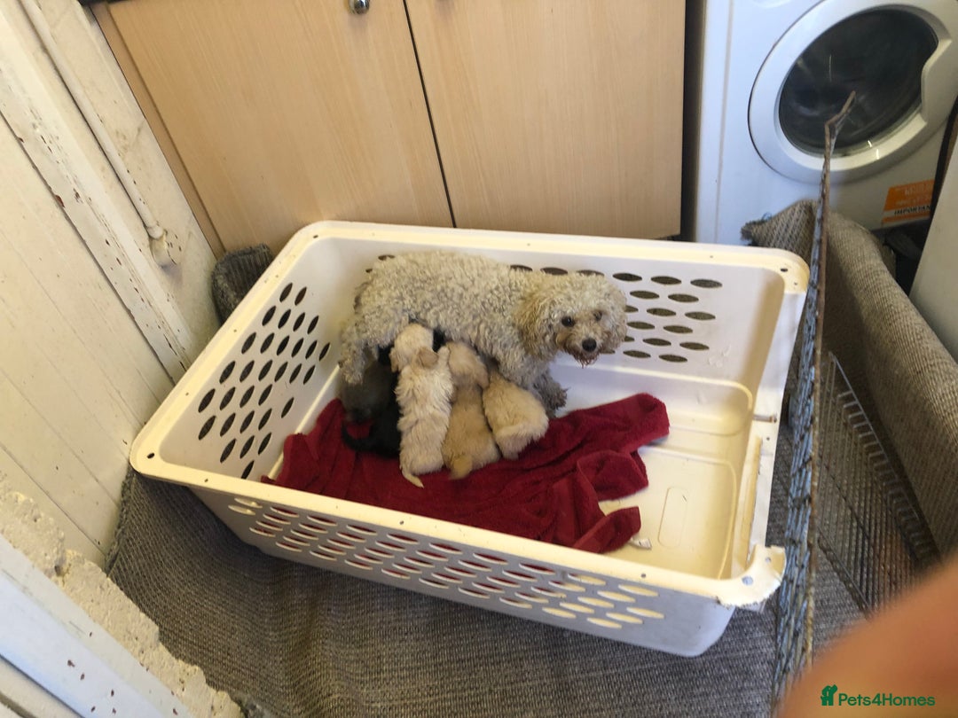 Jackapoo dogs for sale: 6 beautiful jackapoo pups - Image 2